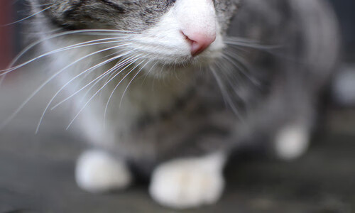 秘鲁前锋闪耀德甲争冠焦点战,助多特蒙德打穿阿森纳式防线